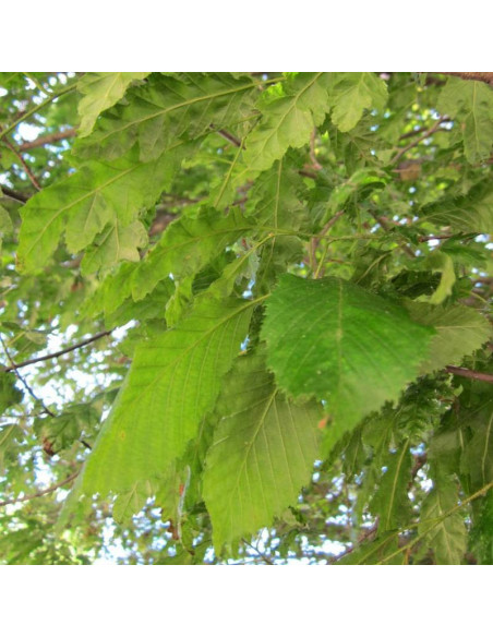Grab pospolity Carpinus betulus Quercifolia