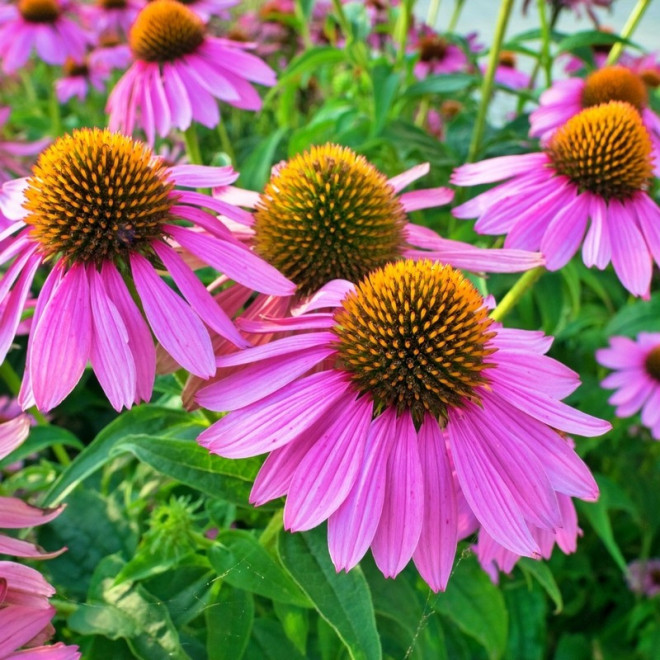 Jeżówka purpurowa Magnus Echinacea purpurea