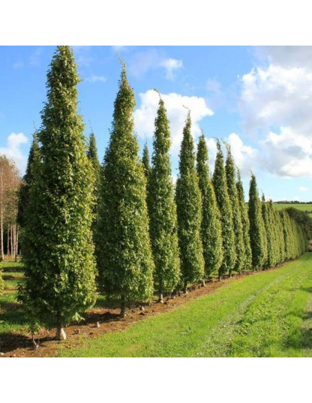 Fastigiata Carpinus betulus Grab pospolity