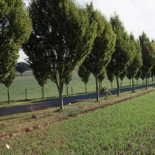 Fastigiata Carpinus betulus Grab pospolity 2