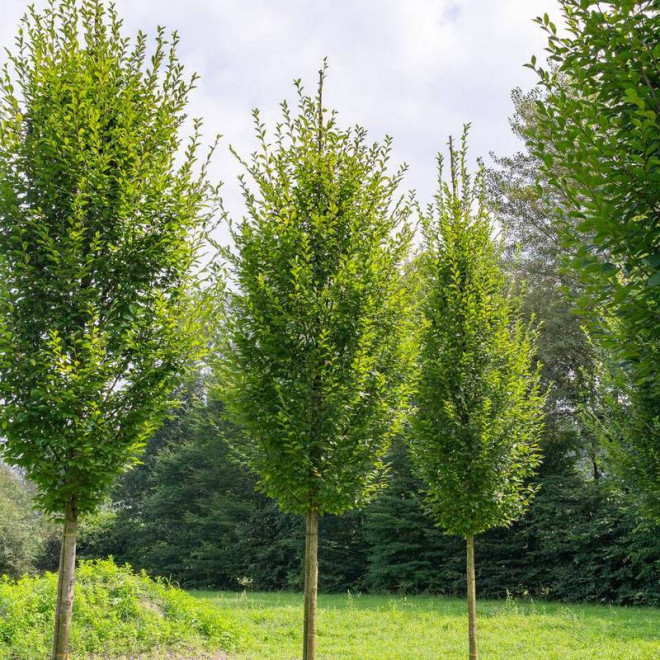 Grab pospolity Carpinus betulus Fastigiata