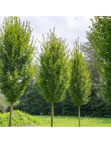 Grab pospolity Carpinus betulus Fastigiata