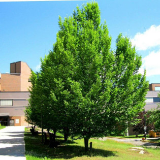 Grab pospolity Carpinus betulus