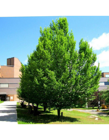 Grab pospolity Carpinus betulus