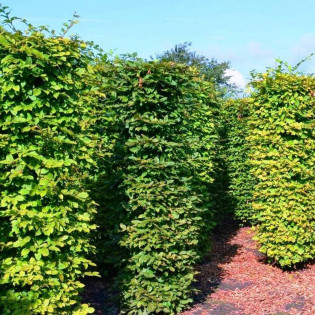 Grab pospolity Carpinus betulus 2