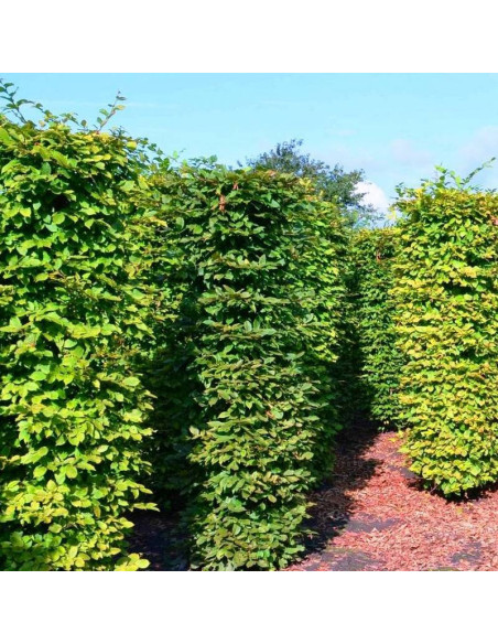 Carpinus betulus Grab pospolity