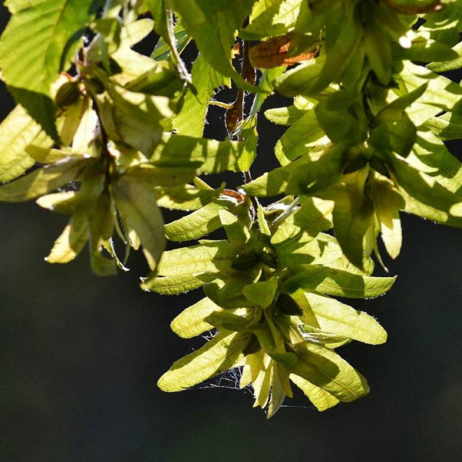 Grab Carpinus betulus pospolity