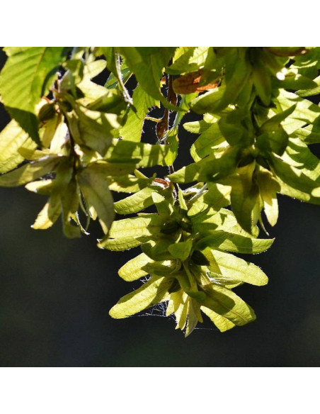 Grab Carpinus betulus pospolity