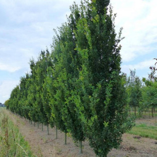 Fastigiata Quercus robur Dąb szypułkowy