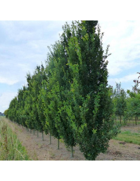 Fastigiata Quercus robur Dąb szypułkowy