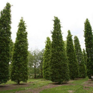 Fastigiata Quercus robur Dąb szypułkowy 2