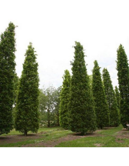 Dąb szypułkowy Fastigiata Quercus robur