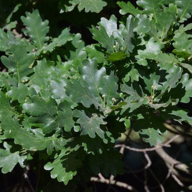 Dąb szypułkowy Quercus robur Fastigiata