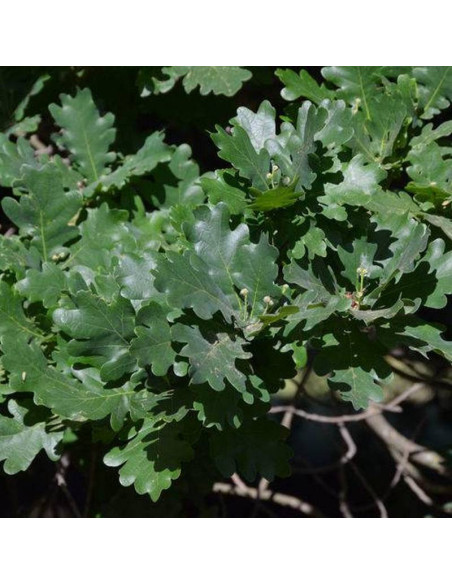 Dąb szypułkowy Quercus robur Fastigiata