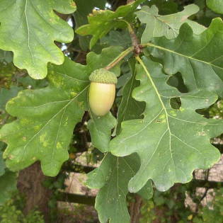 Dąb szypułkowy Quercus robur