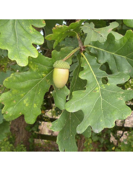 Dąb szypułkowy Quercus robur