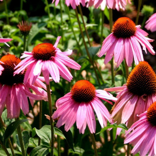 Jeżówka purpurowa Magnus Echinacea purpurea 2