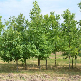 Dąb szypułkowy Quercus robur 2