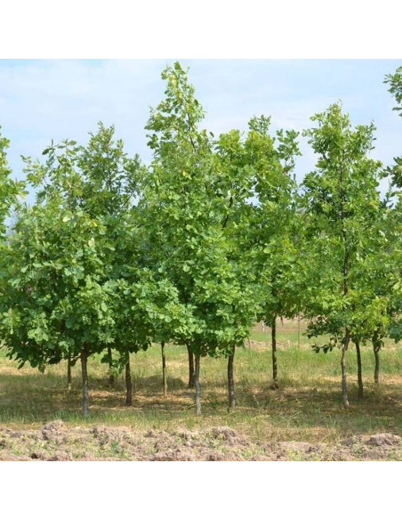 Quercus robur Dąb szypułkowy