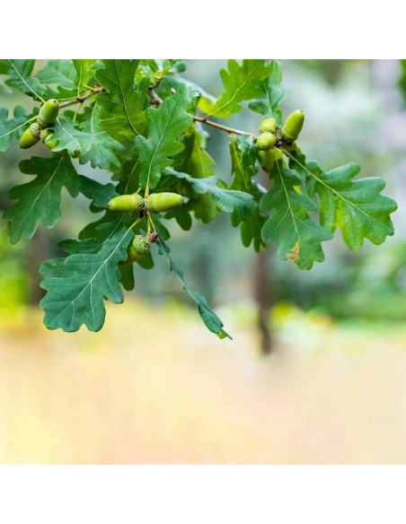 szypułkowy Dąb Quercus robur