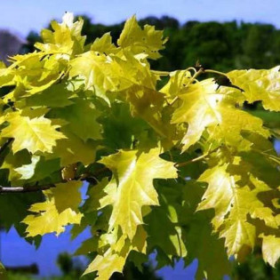 Dąb czerwony Aurea Quercus rubra