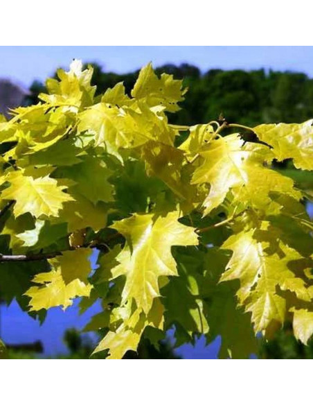 Dąb czerwony Aurea Quercus rubra