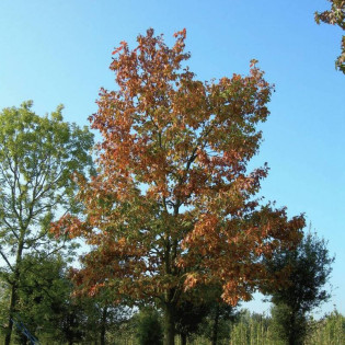 Dąb czerwony Aurea Quercus rubra 2