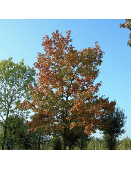 Aurea Quercus rubra Dąb czerwony