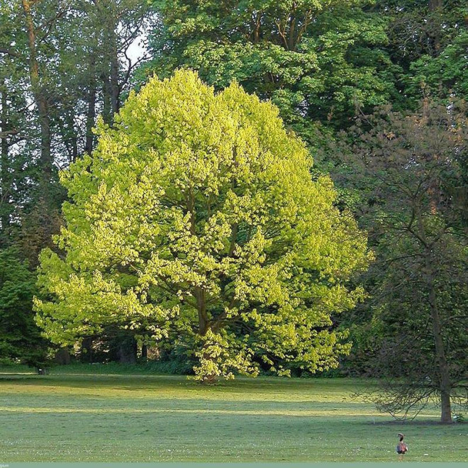 Dąb czerwony Quercus rubra Aurea