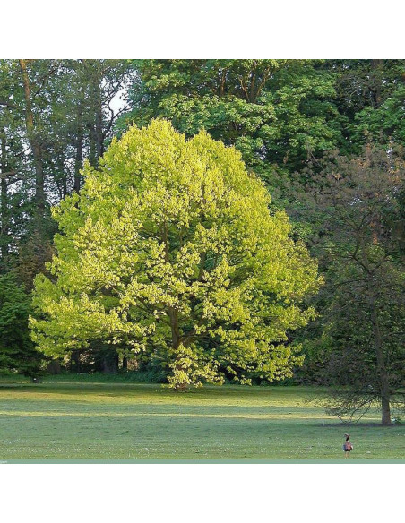 Dąb czerwony Quercus rubra Aurea
