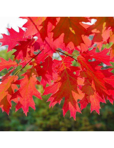 Quercus rubra Dąb czerwony
