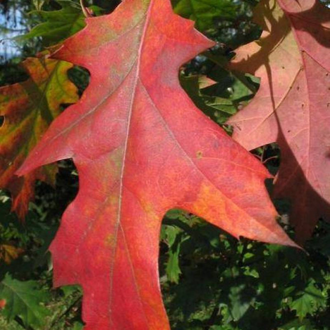 Dąb czerwony Quercus rubra