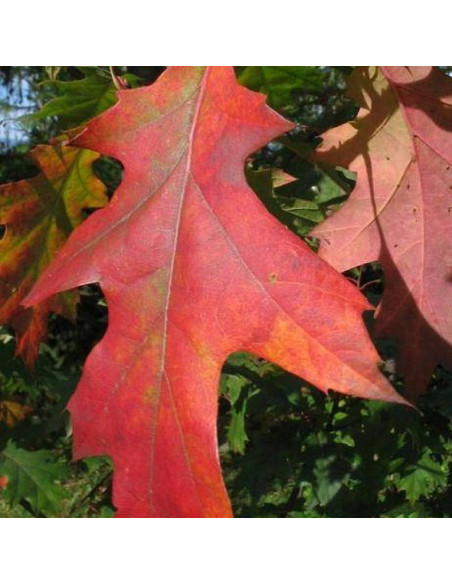 Dąb czerwony Quercus rubra