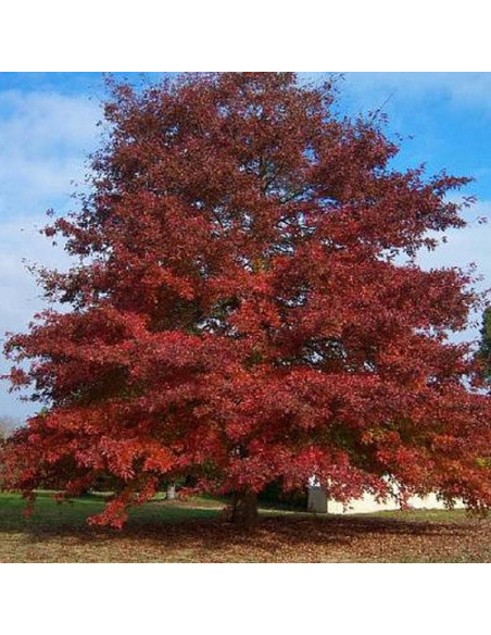 czerwony Dąb Quercus rubra