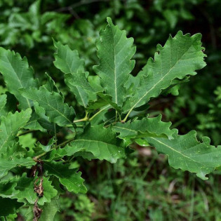 Dąb bezszypułkowy Insecata Quercus petraea