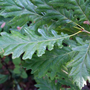 Dąb bezszypułkowy Insecata Quercus petraea 2