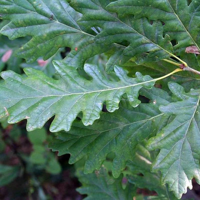 Insecata Quercus petraea Dąb bezszypułkowy