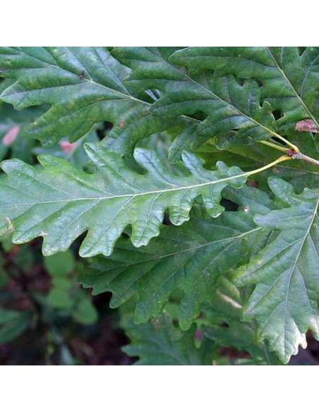 Insecata Quercus petraea Dąb bezszypułkowy