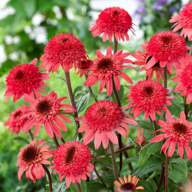 Jeżówka purpurowa Raspberry Truffle Echinacea purpurea