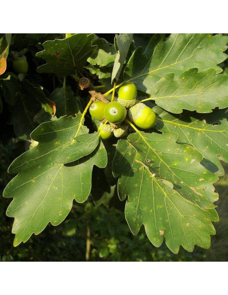 Dąb bezszypułkowy Quercus petraea Insecata