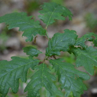 Dąb bezszypułkowy Quercus petraea