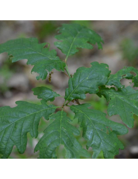 Dąb bezszypułkowy Quercus petraea