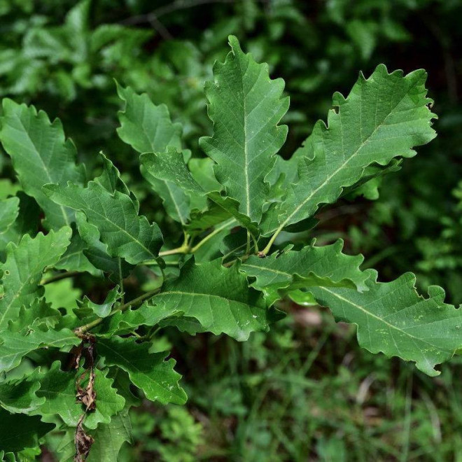 Quercus petraea Dąb bezszypułkowy