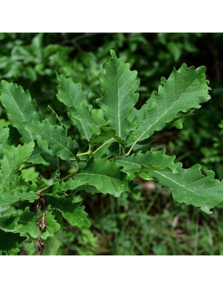 Quercus petraea Dąb bezszypułkowy