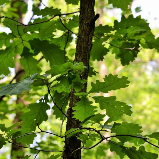 bezszypułkowy Dąb Quercus petraea