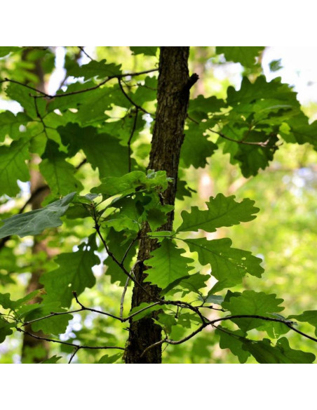 bezszypułkowy Dąb Quercus petraea