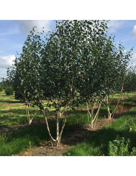 Jacquemonta Betula utilis Brzoza pożyteczna