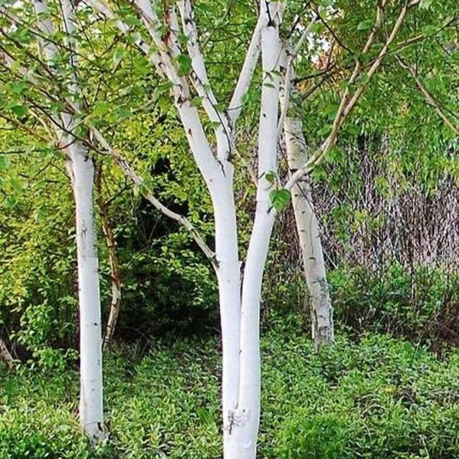 Brzoza pożyteczna Jacquemonta Betula utilis