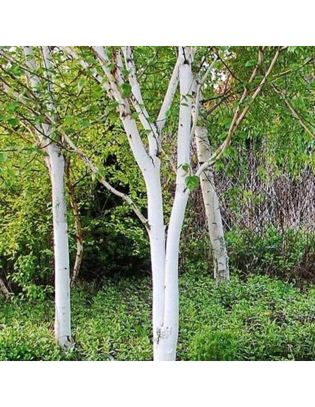 Brzoza pożyteczna Jacquemonta Betula utilis