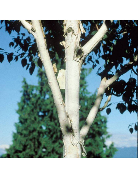 Brzoza pożyteczna Betula utilis Jacquemonta